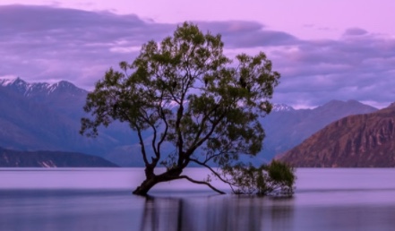 tree in lake and mountains